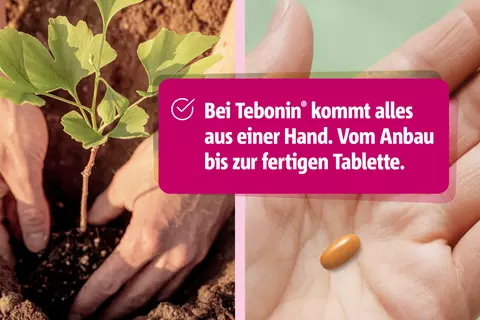 Der Weg der Tebonin-Tablette: von der sorgfältig gepflanzten Ginkgo-Pflanze zum fertigen pflanzlichen Arzneimittel in der Hand.