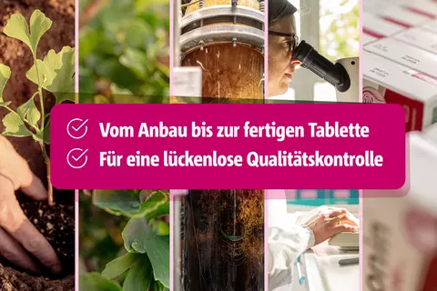 Der Herstellungsprozess von Tebonin-Tabletten in einer Collage, die den Weg vom Ginkgo-Anbau bis zur Qualitätskontrolle im Labor zeigt.