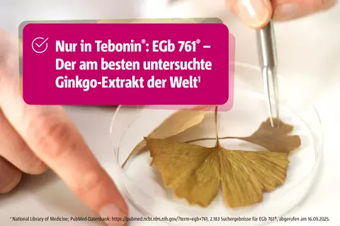 Nahaufnahme eines Ginkgo-Blattes in einer Petrischale. Wissenschaftliche Forschung am Tebonin-Spezialextrakt EGb 761.