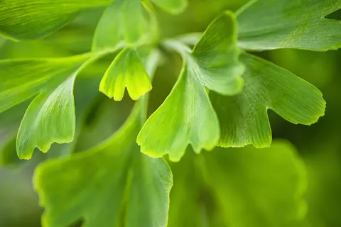 Ginkgoblaetter