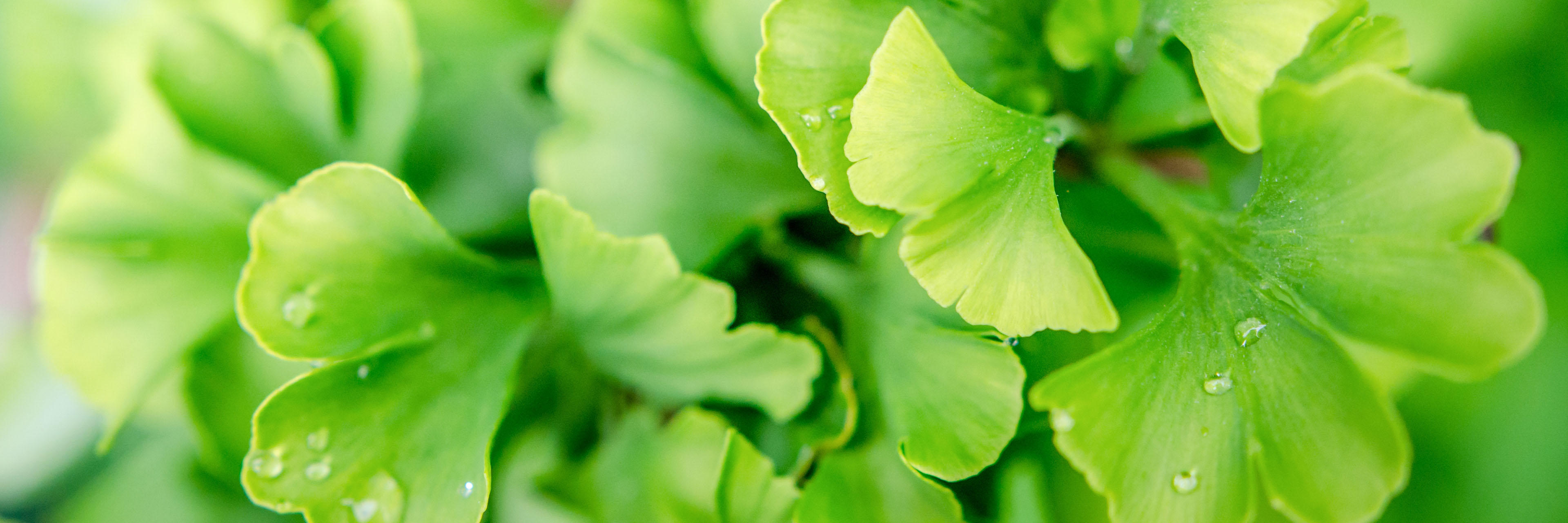 Startseite Produkte Ginkgo biloba Wirkung Ginkgo biloba bei Tinnitus