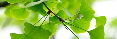 Ginkgo-Zweig Detailaufnahme