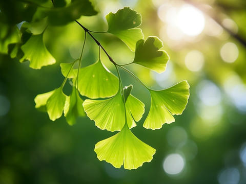 Ginkgo-Zweig
